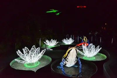 DSC_7002 (Large).JPG